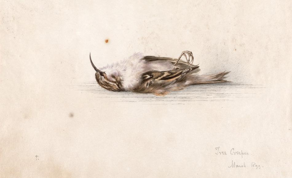 Aquarellgemälde von Scotts Expedition in antarktischer Hütte entdeckt