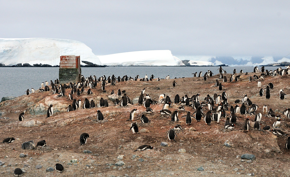 Eselspinguine kommunizieren auch Unterwasser