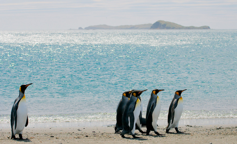 Königspinguine sind die zweitgrösste Pinguinart und leben auf den subantarktischen Inseln des südlichen Ozeans. Sie sind schlanker und leichter als ihre Verwandten, die Kaiserpinguine. Bild: Michael Wenger