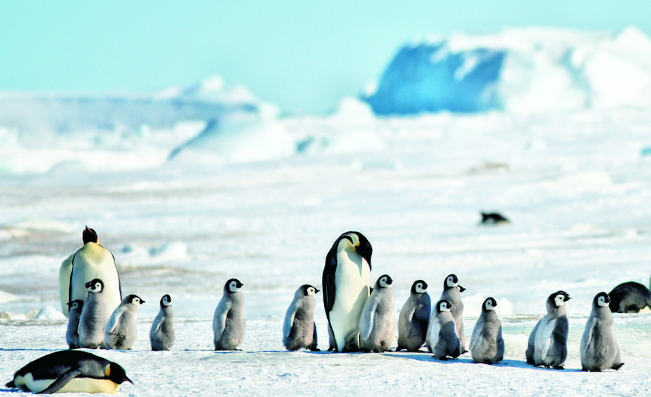 Kaiserpinguine schlüpfen im Juli, mitten im Winter. Nach rund 4.5 Monaten müssen sie selber zur Eiskante wandern und flügge werden. Die elterlichen Pflichten beschränken sich auf die Aufzucht. Bild: Michael Wenger