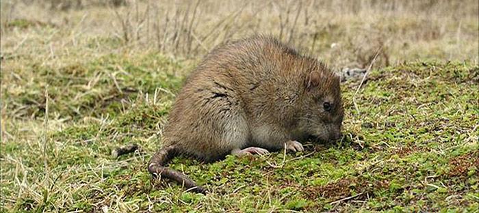 Das letzte Jahr der Ratten