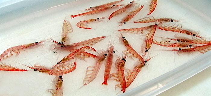 Antarktische_Krill