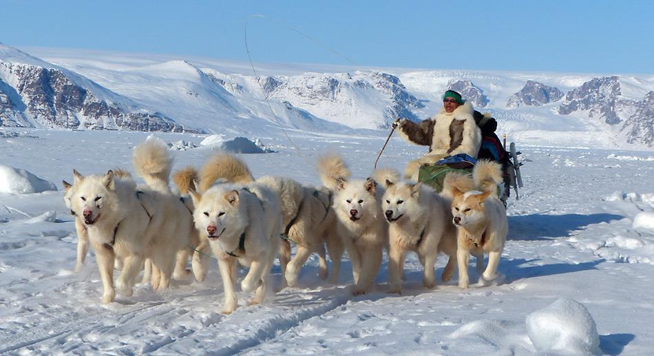 Husky Gespann