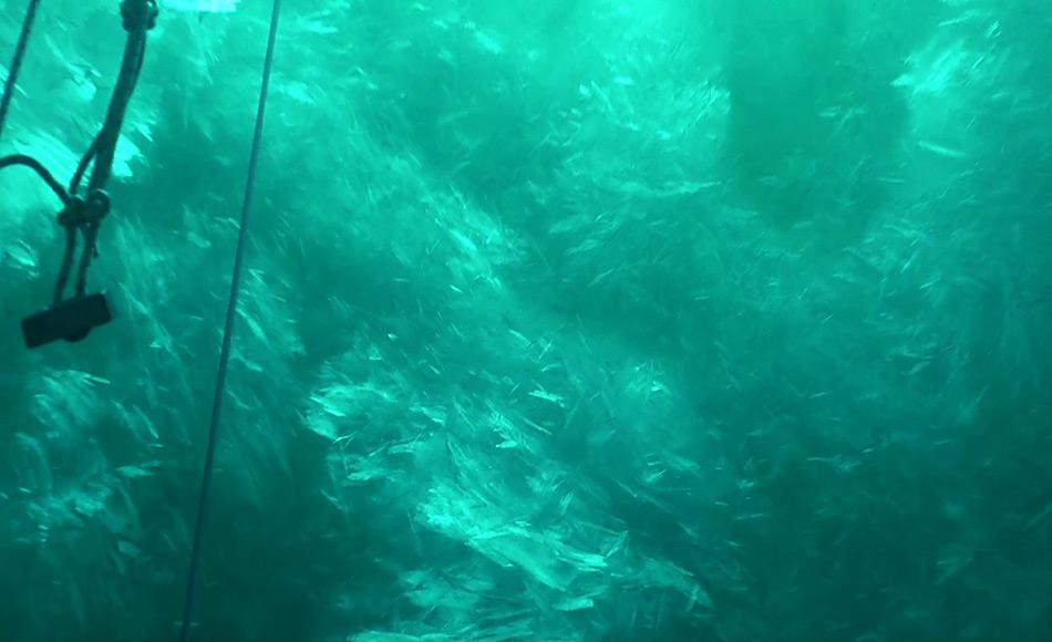 Screenshot einer Unterwasser-Aufnahme der Plättcheneisschicht in der Atka&shy;bucht, Weddellmeer, Antarktis. Die Plättchen messen bis zu 20 Zentimeter im Durchmesser. Foto: AWI, Tauchzentrum