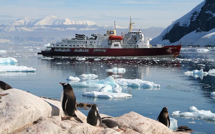 Polarstar-Pinguine
