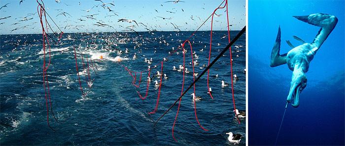Longline Fishing