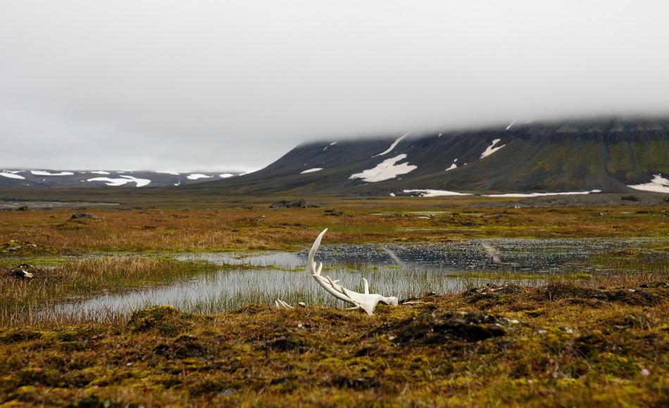 Während die Zahl der Jäger in Svalbard in den letzten Jahren immer weiter zurückging, stieg die Zahl der Rentiere stetig an und verdoppelte sich beinahe in den letzten 20 Jahren. Die Tiere sterben heutzutage entweder alterbedingt oder aufrgund von natürlichen Ereignissen wie zuviel Eis. Bild: Michael Wenger
