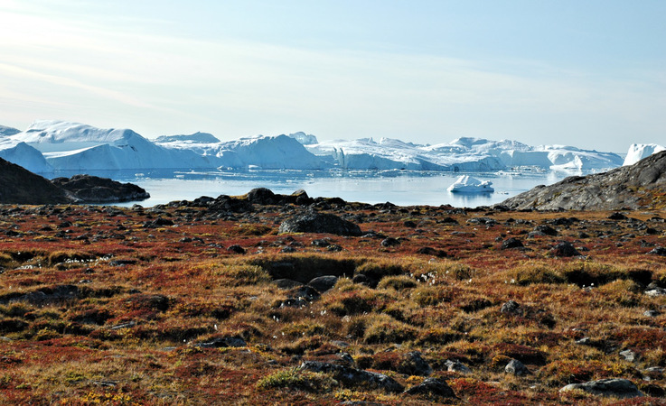 Grosse Gebiete der arktischen Tundra wie in Gru00f6nland sind sehr pflanzenreich. Hier leben auch
