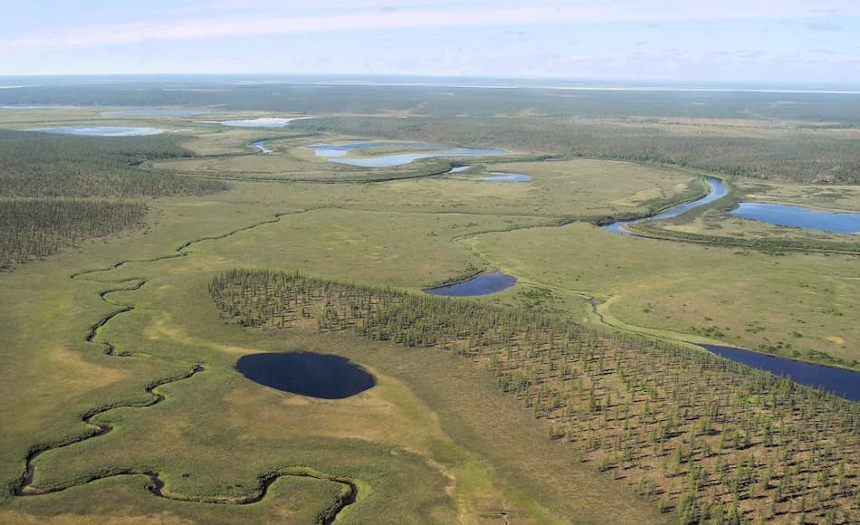 Die sibirische Taiga, die weite Teile des hohen Nordens Russlands ausmacht, ist von Lärchenwäldern bedeckt. Zwischen Seen und Sümpfen haben sich die Lärchen ausgebreitet und dominieren das arktische Ökosystem. Bild: Stefan Kruse, AWI