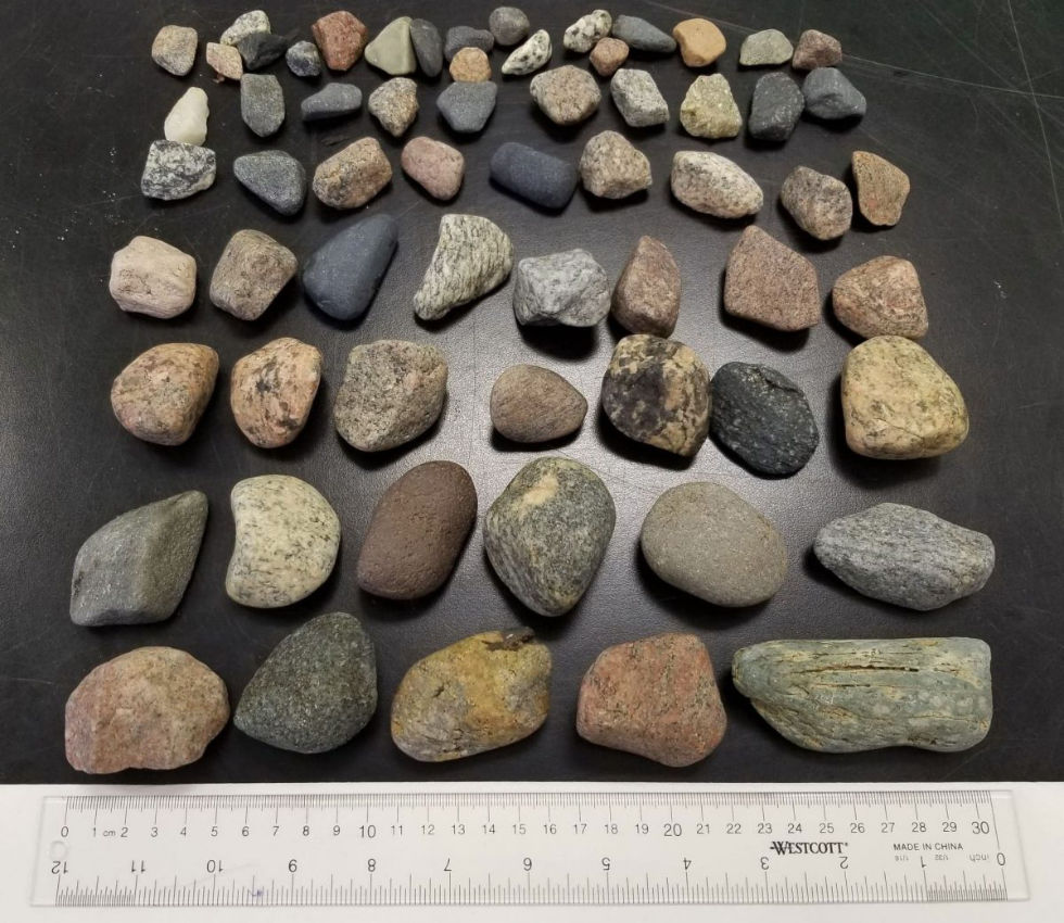 Im Magen eines Seehunds aus der östlichen Arktis Kanadas wurde eine Unmenge von Steinen gefunden, aber kein Kunststoff. Zum Sezieren benötigten die Forscher selbst starke Mägen. (Foto: Madelaine Bourdages)