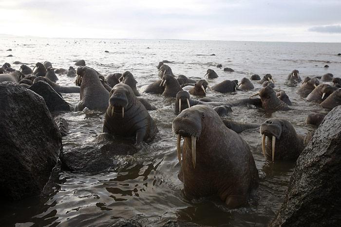 025_Chukotka