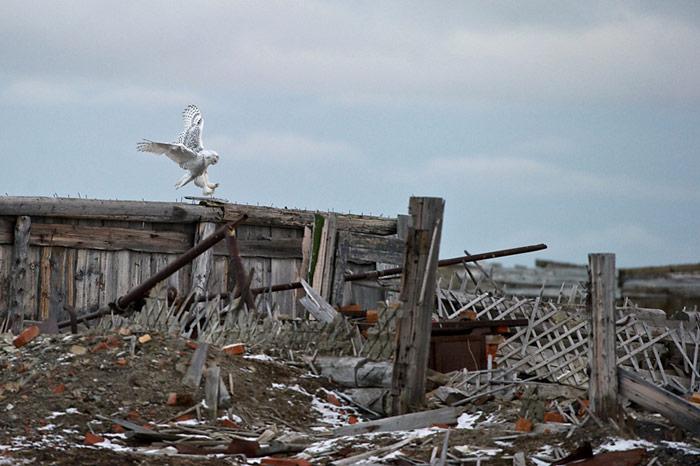004_Wrangel_Island