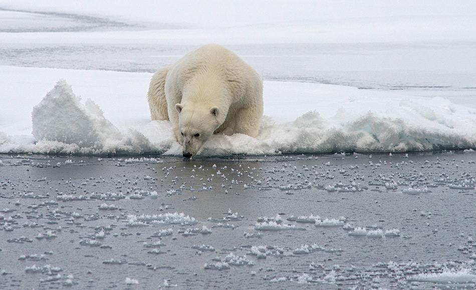 Eisbär bricht Tauchrekord