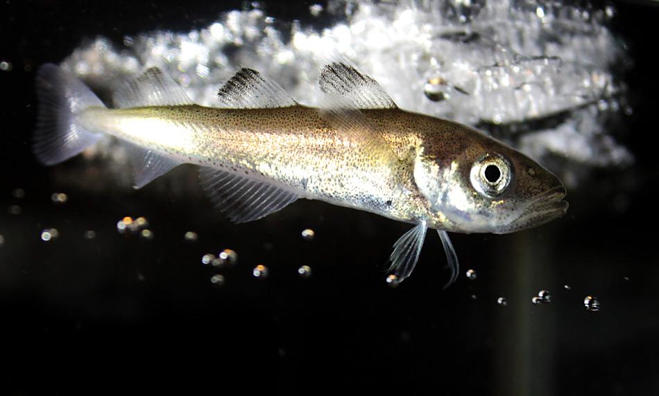 Milliarden Jungfische unter dem arktischen Meereis