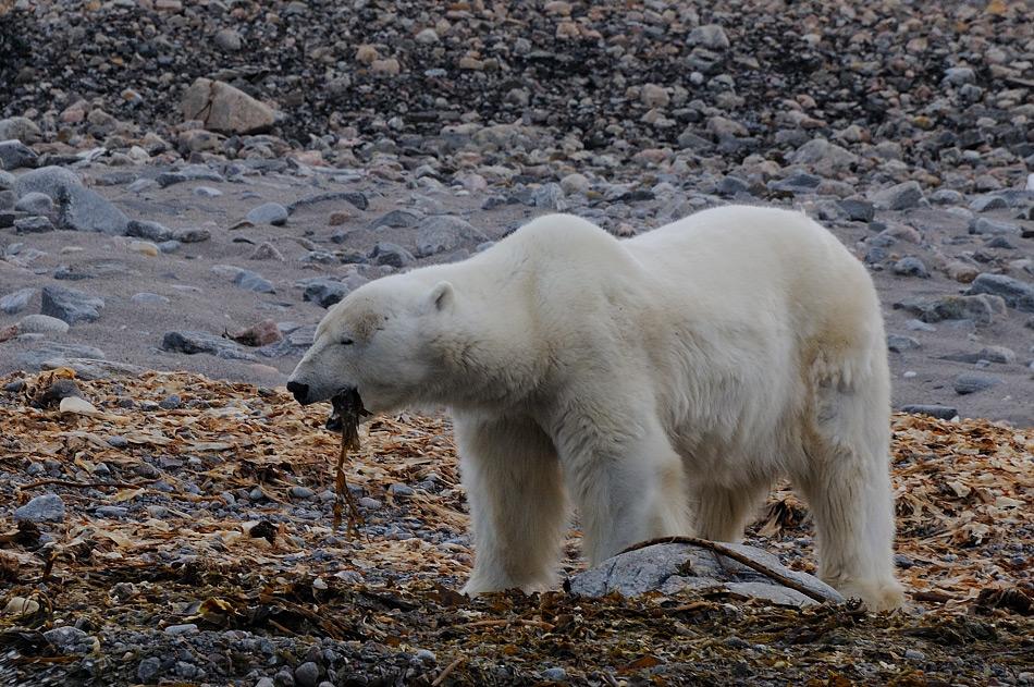 Eisbären müssen länger hungern wegen Klimawandel