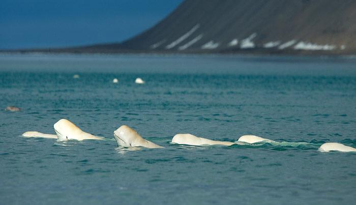 «Arctic Watch» startet ein Beluga-Projekt