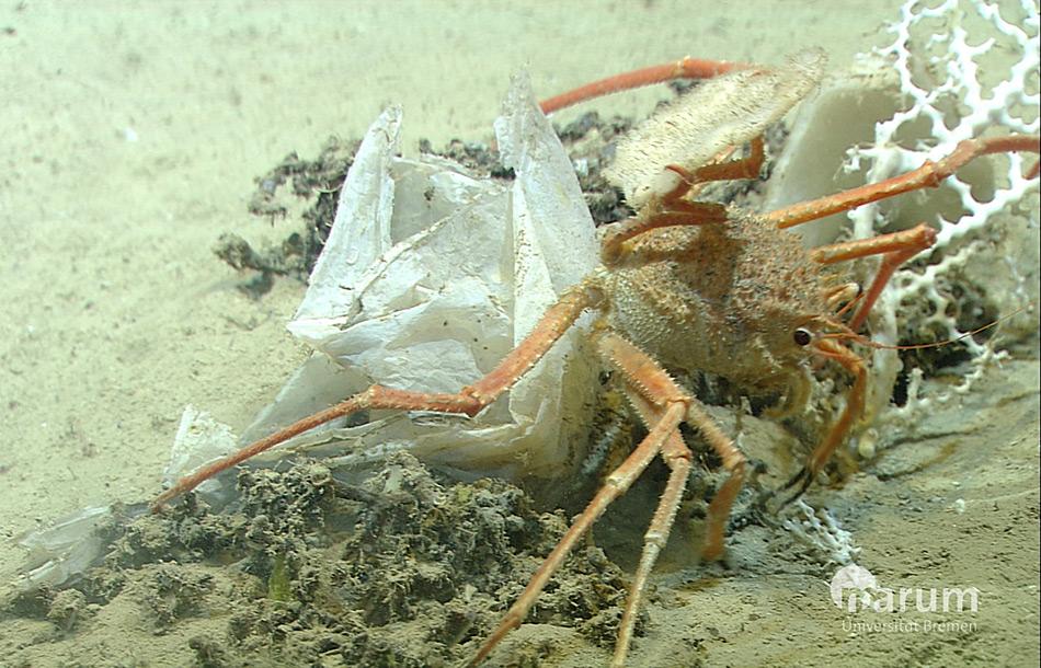 Geballtes Wissen über Müll im Meer